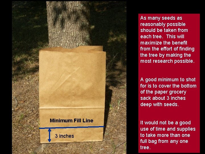 As many seeds as reasonably possible should be taken from each tree. This will