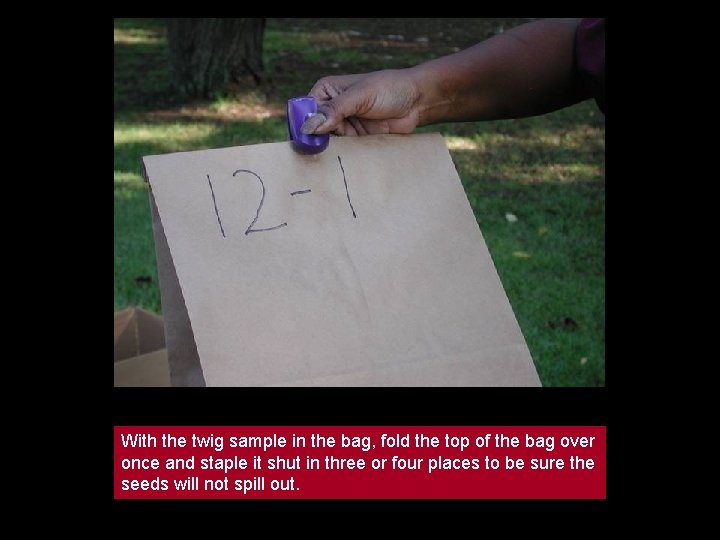 With the twig sample in the bag, fold the top of the bag over