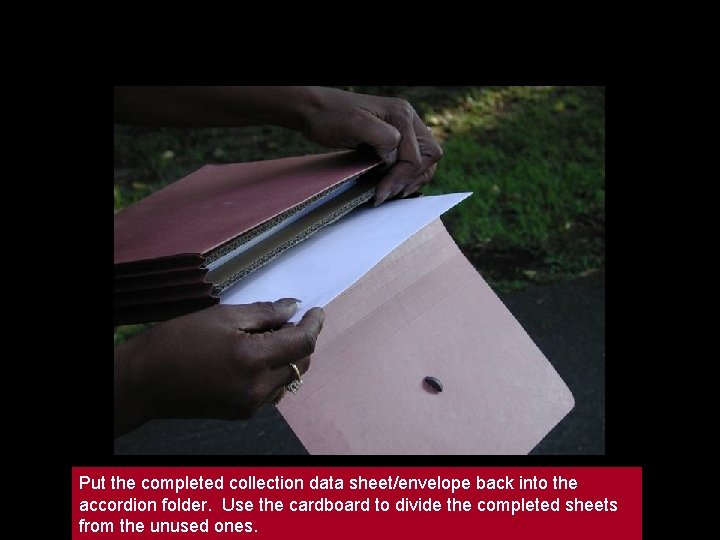 Put the completed collection data sheet/envelope back into the accordion folder. Use the cardboard