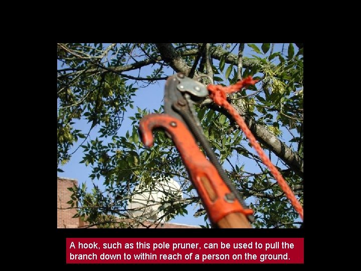 A hook, such as this pole pruner, can be used to pull the branch