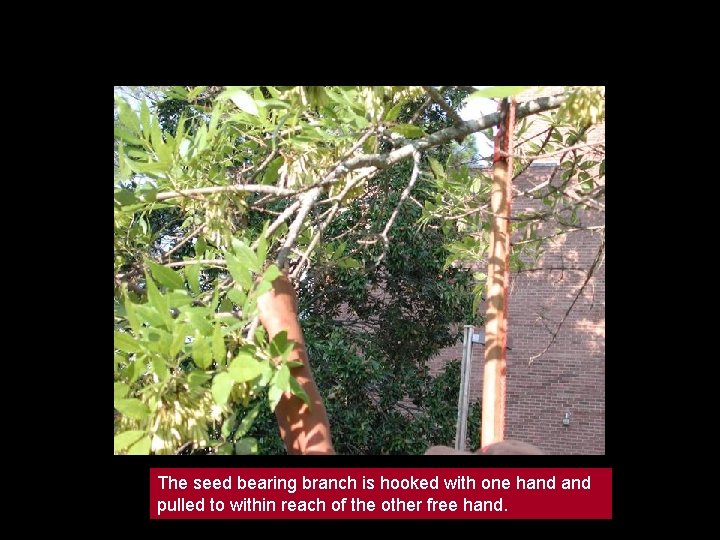 The seed bearing branch is hooked with one hand pulled to within reach of