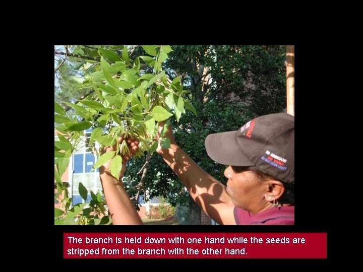 The branch is held down with one hand while the seeds are stripped from