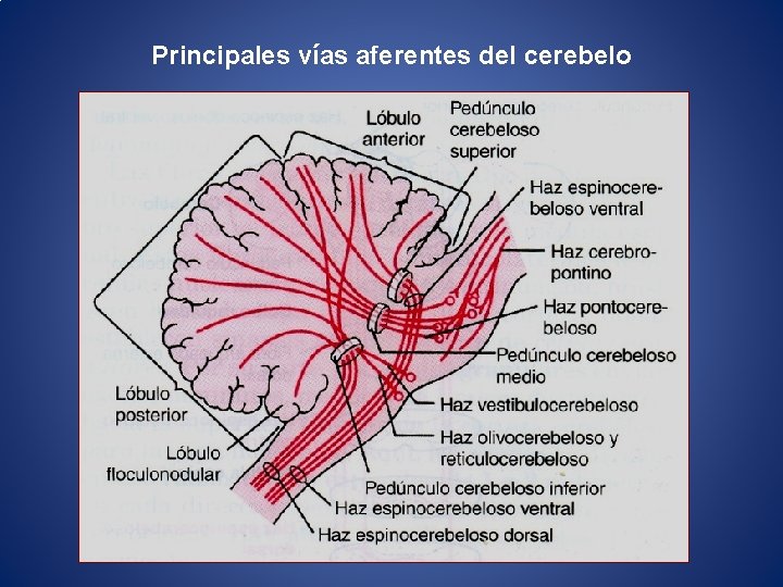 Principales vías aferentes del cerebelo 