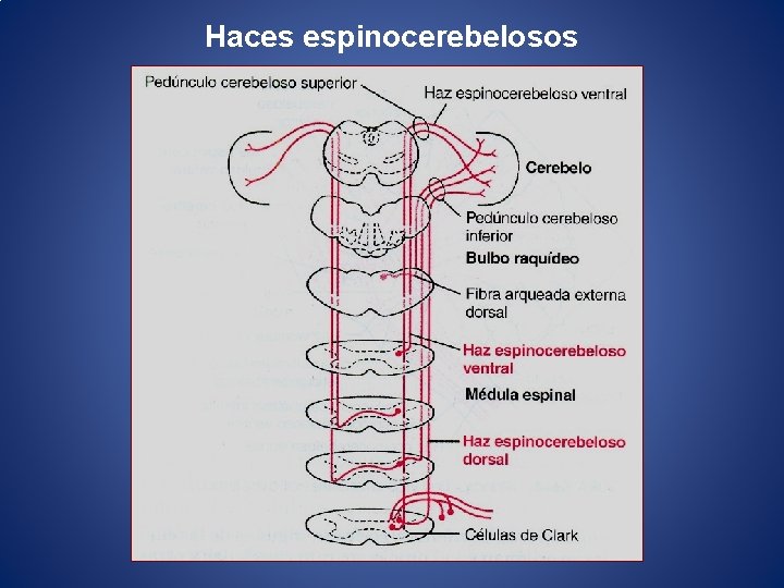 Haces espinocerebelosos 
