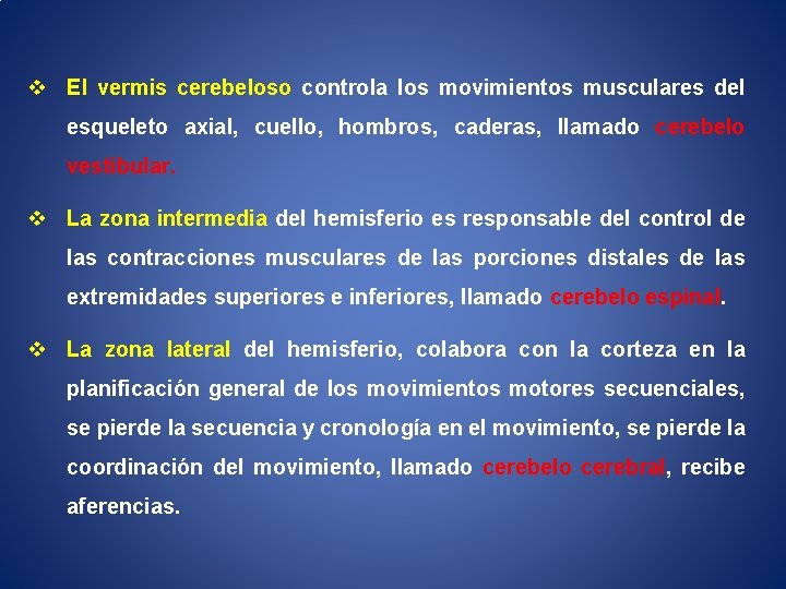 v El vermis cerebeloso controla los movimientos musculares del esqueleto axial, cuello, hombros, caderas,
