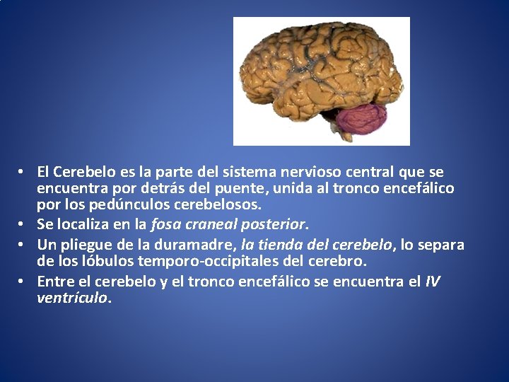 Cerebelo • El Cerebelo es la parte del sistema nervioso central que se encuentra