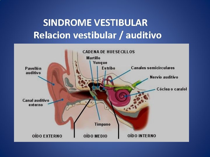  SINDROME VESTIBULAR Relacion vestibular / auditivo 