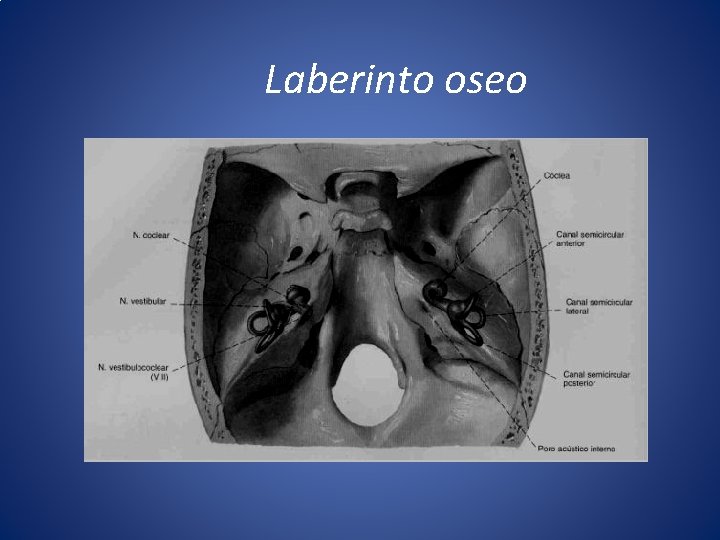 Laberinto oseo 