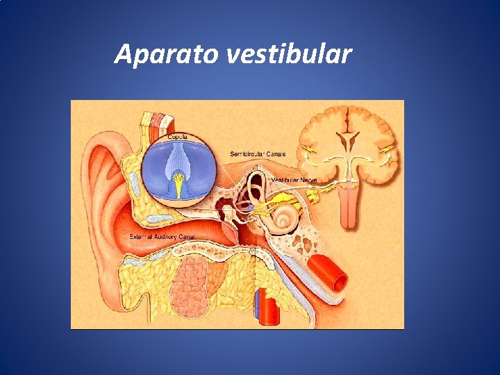Aparato vestibular 