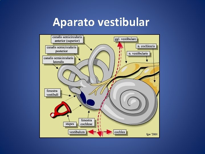  Aparato vestibular 