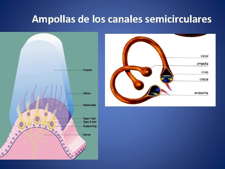 Ampollas de los canales semicirculares 