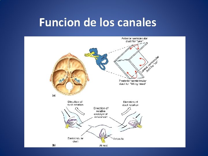  Funcion de los canales 