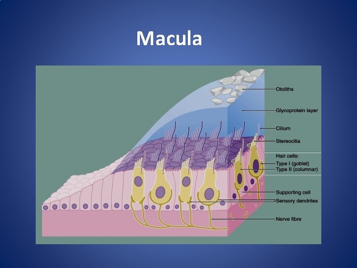 Macula 