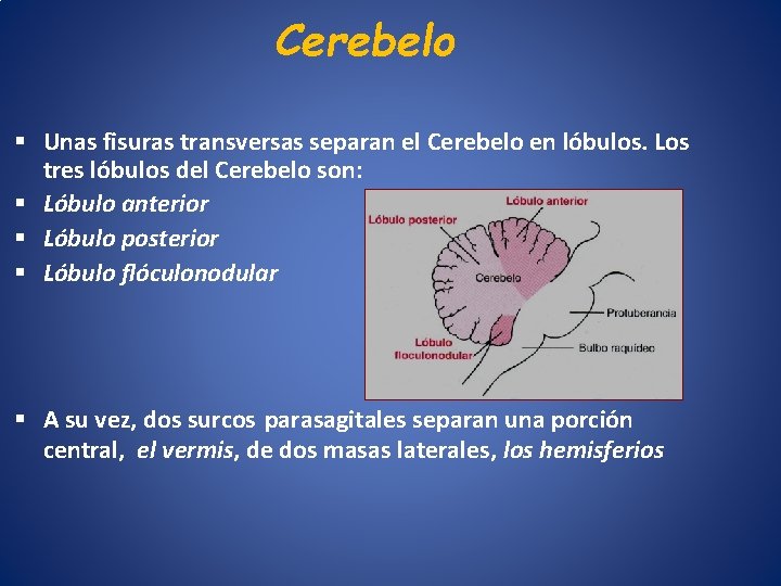 Cerebelo Unas fisuras transversas separan el Cerebelo en lóbulos. Los tres lóbulos del Cerebelo