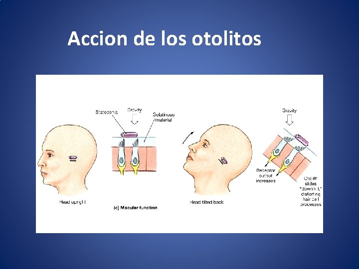  Accion de los otolitos 
