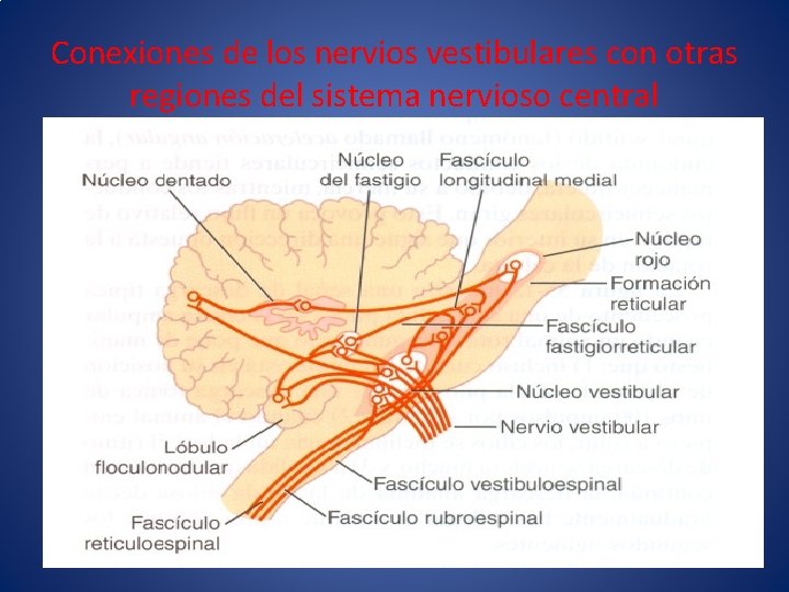 Conexiones de los nervios vestibulares con otras regiones del sistema nervioso central 