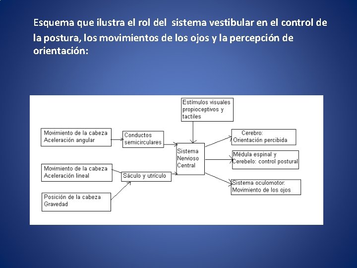  Esquema que ilustra el rol del sistema vestibular en el control de la