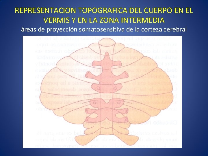 REPRESENTACION TOPOGRAFICA DEL CUERPO EN EL VERMIS Y EN LA ZONA INTERMEDIA áreas de