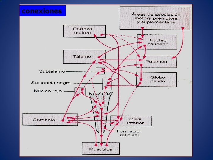 conexiones 