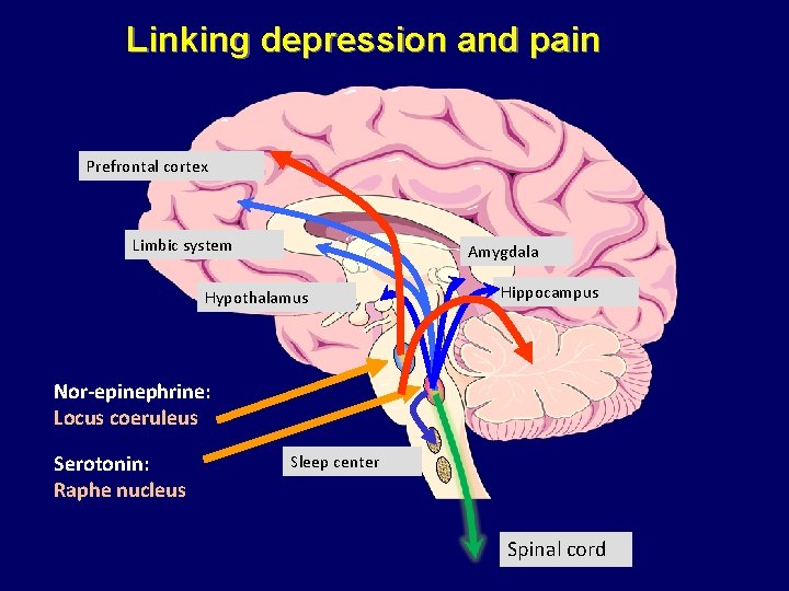 Linking depression and pain Prefrontal cortex Limbic system Amygdala Hypothalamus Hippocampus Nor-epinephrine: Locus coeruleus