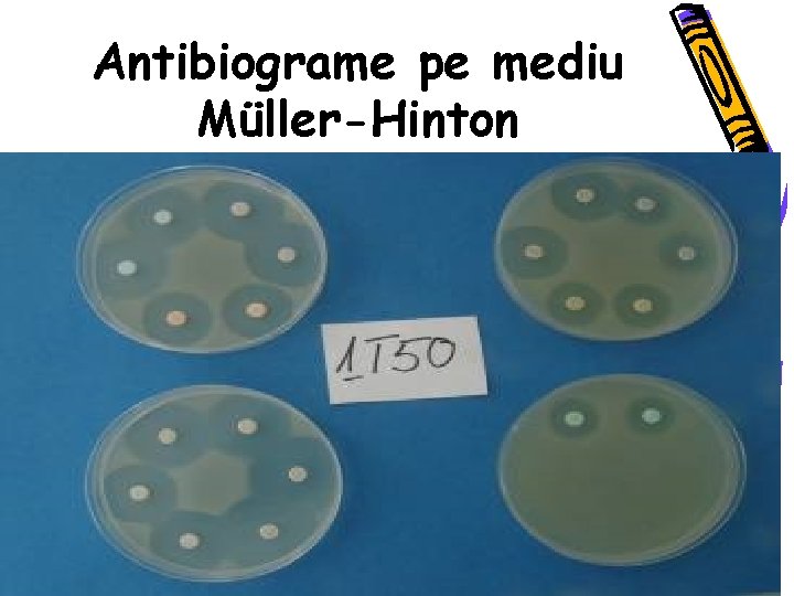 Antibiograme pe mediu Müller-Hinton 