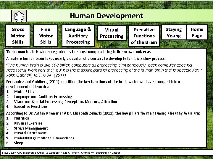 Human Development Gross Motor Skills Fine Motor Skills Language & Auditory Processing Visual Processing