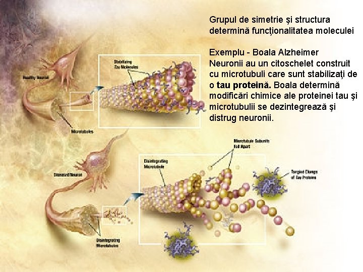 Grupul de simetrie şi structura determină funcţionalitatea moleculei Exemplu - Boala Alzheimer Neuronii au Grupul de simetrie şi structura determină funcţionalitatea moleculei Exemplu - Boala Alzheimer Neuronii au
