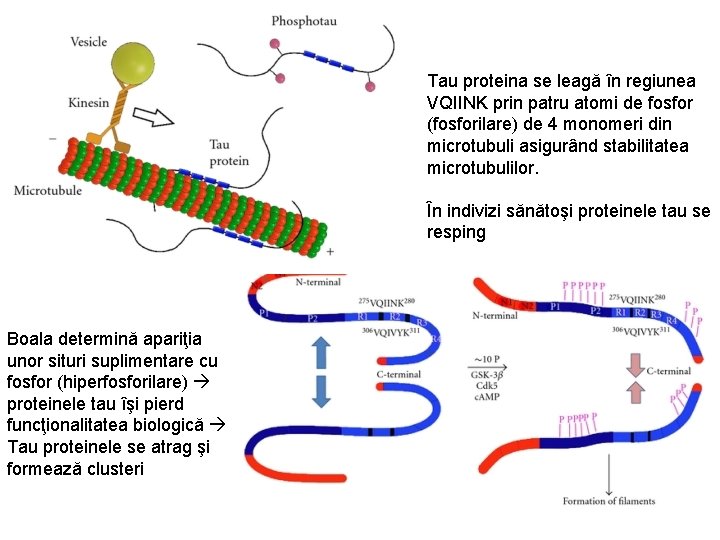 Tau proteina se leagă în regiunea VQIINK prin patru atomi de fosfor (fosforilare) de