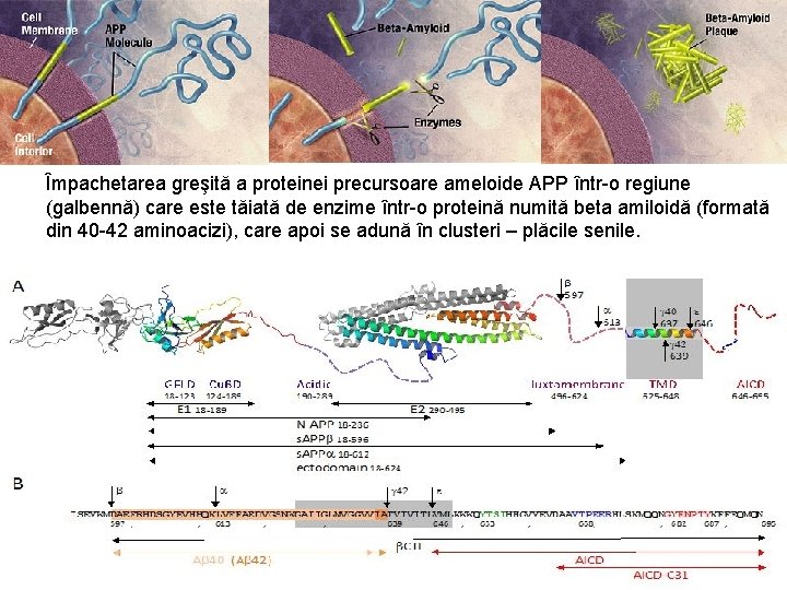 Împachetarea greşită a proteinei precursoare ameloide APP într-o regiune (galbennă) care este tăiată de Împachetarea greşită a proteinei precursoare ameloide APP într-o regiune (galbennă) care este tăiată de