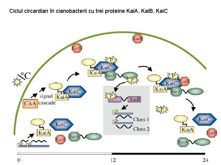 Ciclul circardian în cianobacterii cu trei proteine Kai. A, Kai. B, Kai. C 