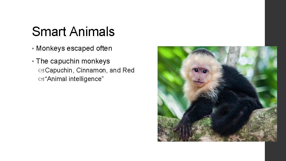 Smart Animals • Monkeys escaped often • The capuchin monkeys Capuchin, Cinnamon, and Red