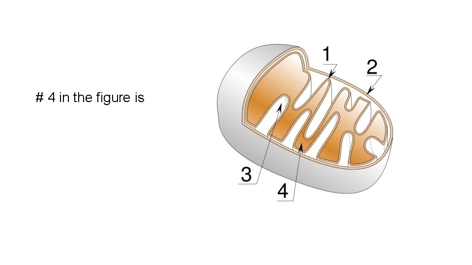 # 4 in the figure is 