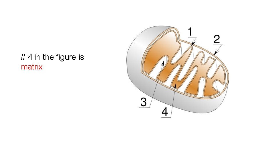 # 4 in the figure is matrix 