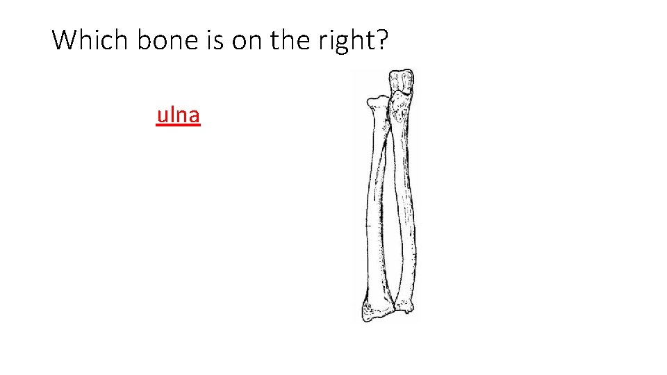 Which bone is on the right? ulna 