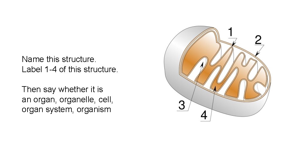 Name this structure. Label 1 -4 of this structure. Then say whether it is