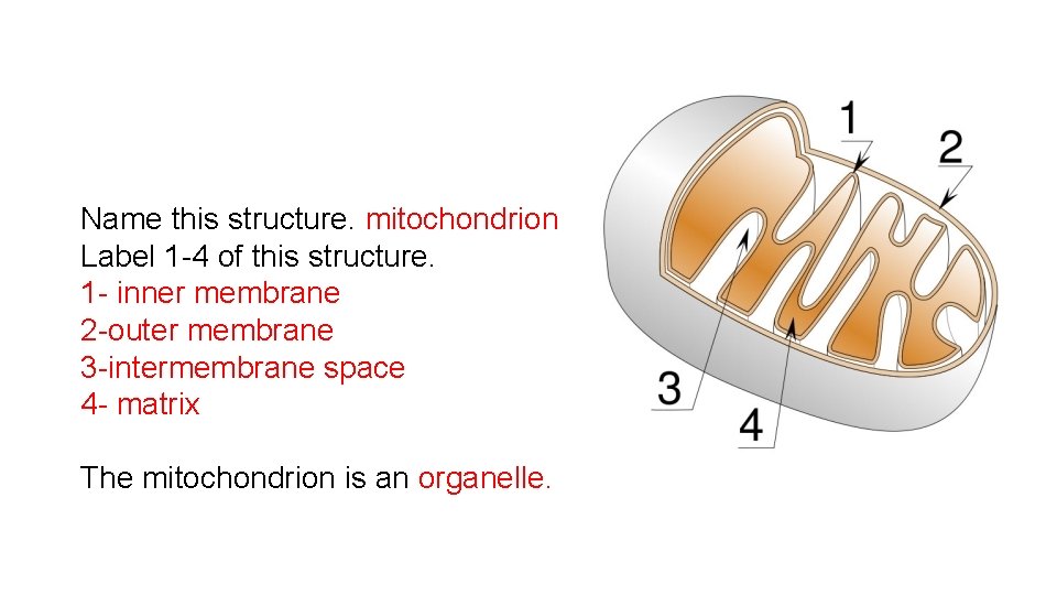 Name this structure. mitochondrion Label 1 -4 of this structure. 1 - inner membrane