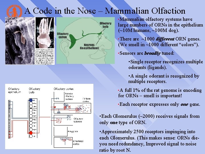 A Code in the Nose – Mammalian Olfaction • Mammalian olfactory systems have large