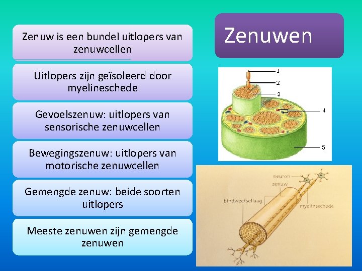 Zenuw is een bundel uitlopers van zenuwcellen Uitlopers zijn geïsoleerd door myelineschede Gevoelszenuw: uitlopers