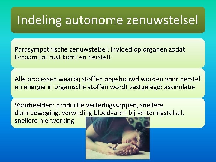 Indeling autonome zenuwstelsel Parasympathische zenuwstelsel: invloed op organen zodat lichaam tot rust komt en