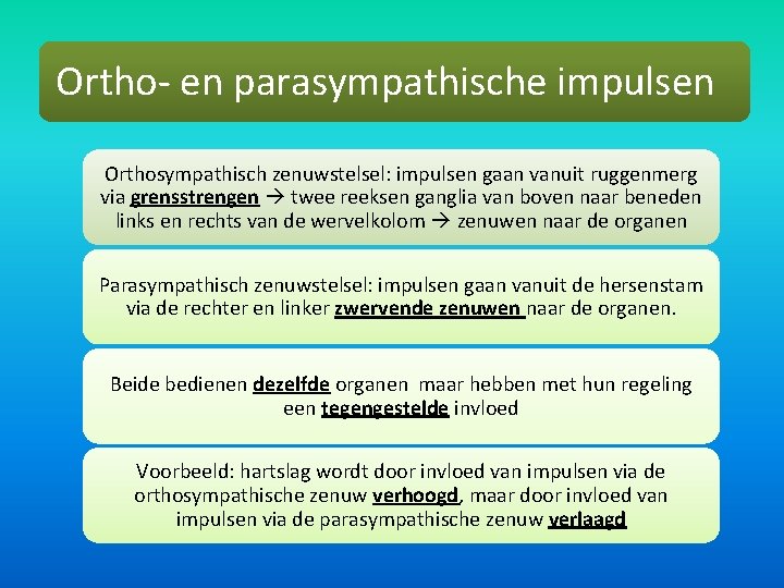 Ortho- en parasympathische impulsen Orthosympathisch zenuwstelsel: impulsen gaan vanuit ruggenmerg via grensstrengen twee reeksen
