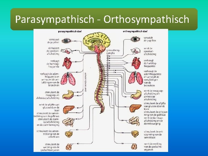 Parasympathisch - Orthosympathisch 