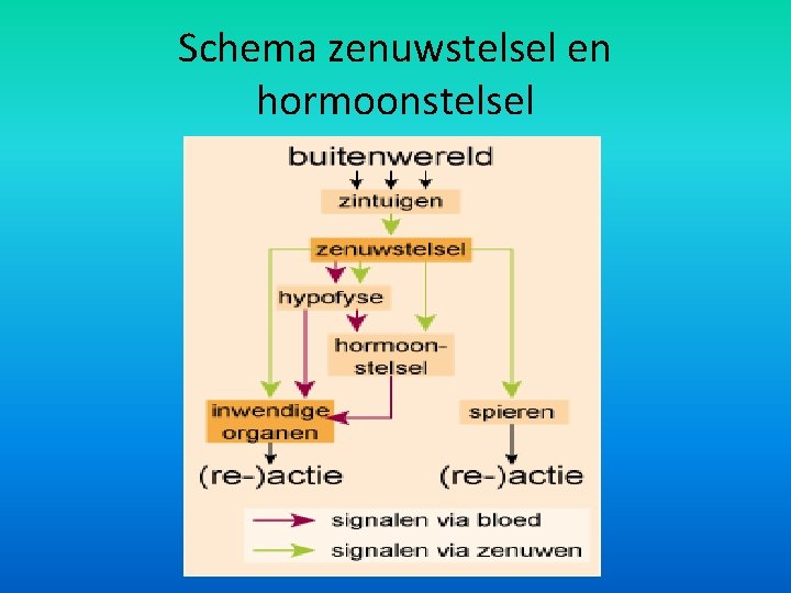 Schema zenuwstelsel en hormoonstelsel 