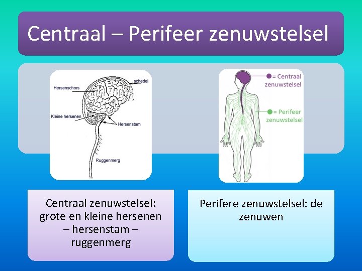 Centraal – Perifeer zenuwstelsel Centraal zenuwstelsel: grote en kleine hersenen – hersenstam – ruggenmerg
