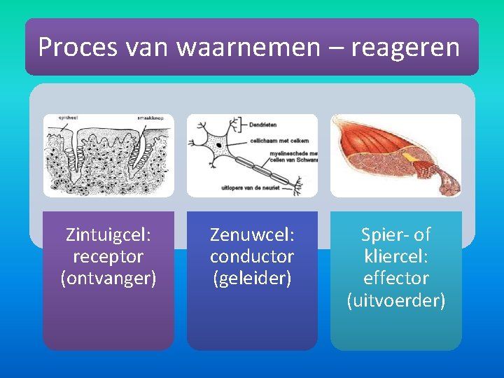 Proces van waarnemen – reageren Zintuigcel: receptor (ontvanger) Zenuwcel: conductor (geleider) Spier- of kliercel:
