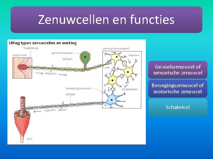 Zenuwcellen en functies Gevoelszenuwcel of sensorische zenuwcel Bewegingszenuwcel of motorische zenuwcel Schakelcel 