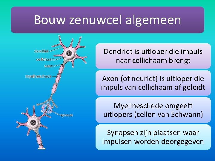 Bouw zenuwcel algemeen Dendriet is uitloper die impuls naar cellichaam brengt Axon (of neuriet)