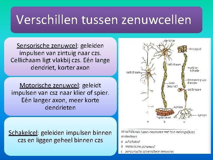 Verschillen tussen zenuwcellen Sensorische zenuwcel: geleiden impulsen van zintuig naar czs. Cellichaam ligt vlakbij