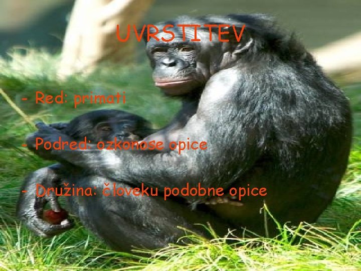 UVRSTITEV - Red: primati - Podred: ozkonose opice - Družina: človeku podobne opice 