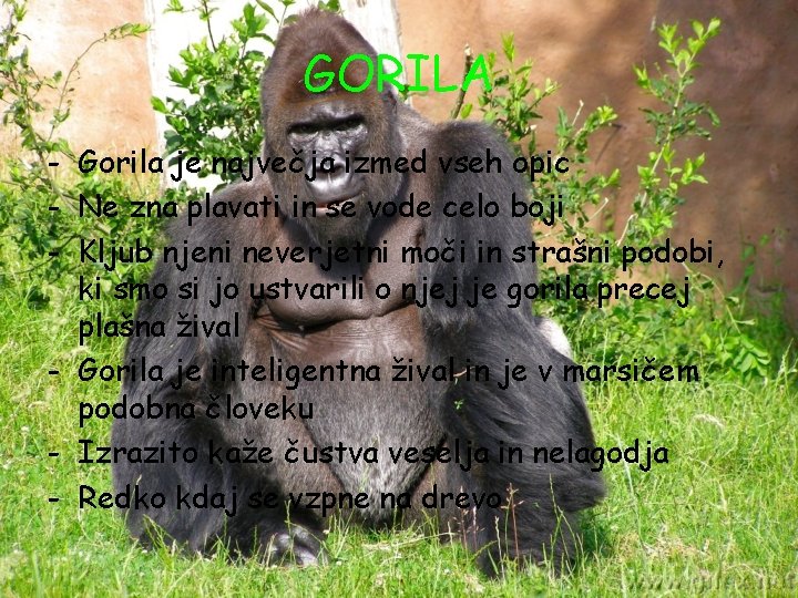 GORILA - Gorila je največja izmed vseh opic - Ne zna plavati in se