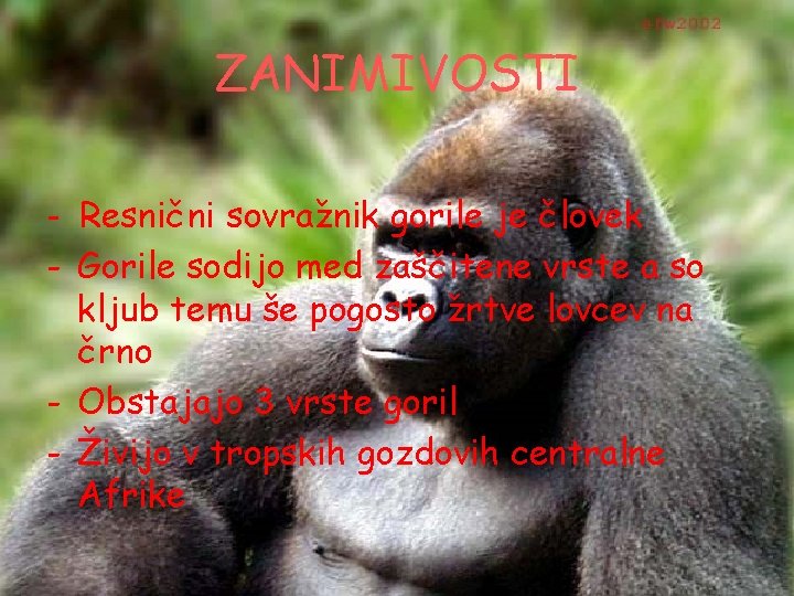 ZANIMIVOSTI - Resnični sovražnik gorile je človek - Gorile sodijo med zaščitene vrste a